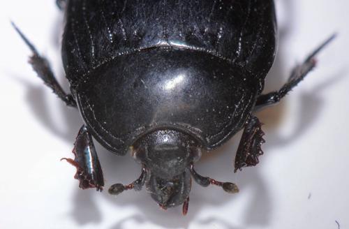 Margarinotus brunneus